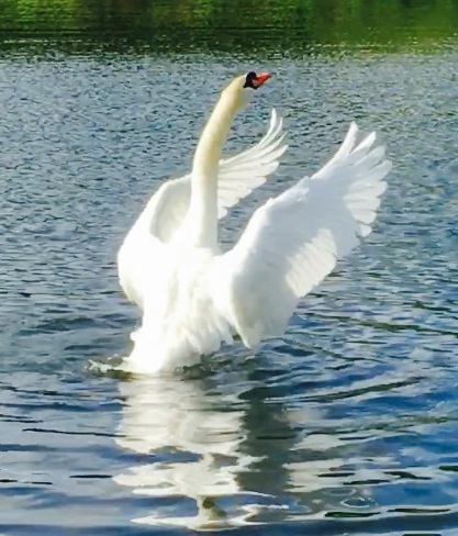 Sage swan